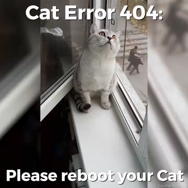 😼