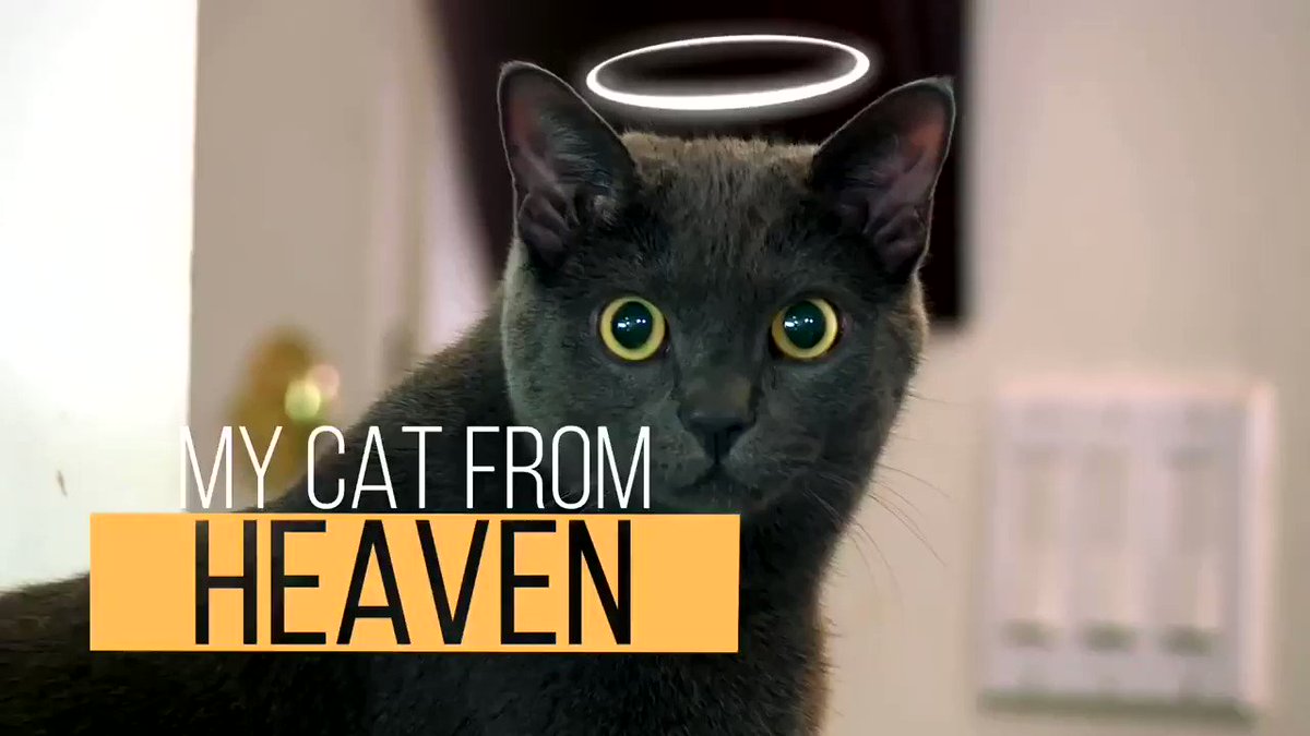 Resultado de imagen para my cat from heaven