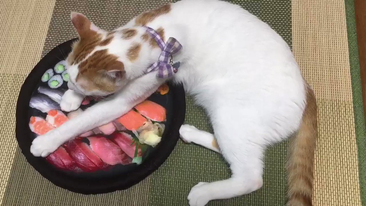 食べたいけどWWWこれ、食べれないじゃん寿司食べた～い！！