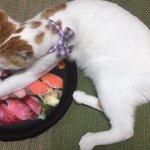 食べたいけどWWWこれ、食べれないじゃん寿司食べた～い!