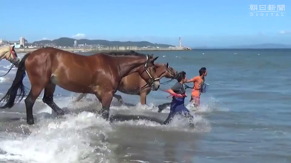 三浦海岸サーフライフセービングクラブ 三浦海岸では乗馬体験もできます 三浦海岸 乗馬 Horseriding ホーストレッキングファーム三浦海岸 Horsetrekkingfarmmiurakaigan