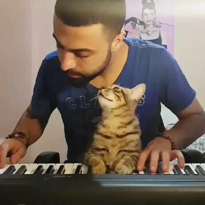Nature is Amazing ☘️ (@AMAZlNGNATURE) on Twitter photo 30/12/2018 05:03:57 Find someone who supports you like this cat supports his owner's music Find someone who supports you like this cat supports his owner's music