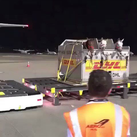 飛行機に乗せられる時のお馬さんたちがキョロキョロしていてかわいい こんなふうに運ばれてくるのね Togetter 飛行機に乗せられる時のお馬さんたちがキョロキョロしていてかわいい こんなふうに運ばれてくるのね Togetter