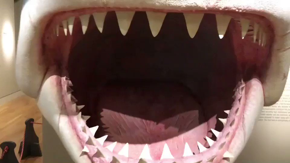Take a bite out of my Jaw(s)dropping visit to @CatalinaMuseumโs #JAWS: The Art of Fear in Filmmaking exhibit from Joe Alves!๐ฆ๐ฌ๐ฝ๐โ๐ป @thedailyjaws @jawscast75 @insidejaws @VisitCatalina @TeenWolfToo @JawsFest #jawsmovie #brucetheshark #catalinaisland #badhatharry