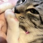 肉球大好き!母親の愛情を思い出してるのかな？