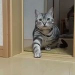 猫の可愛いアピール？「ちょっとここに座りなさい!」