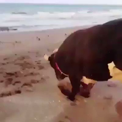 La primera vez que un toro va a la playa. Esta debería ser la única arena que conocieran.