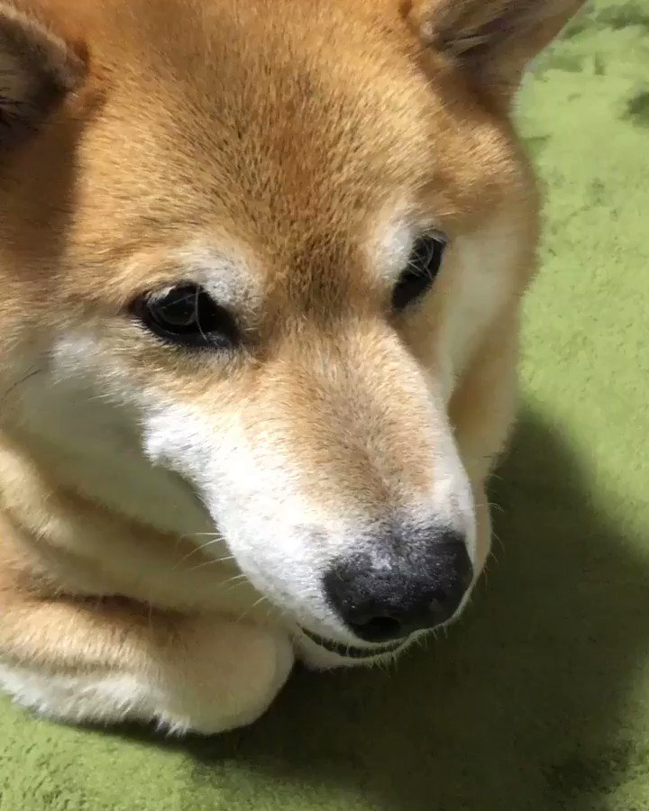 柴犬がひたすら布団敷きを邪魔してくる秋の夜 恒例イベント やり取りが可愛すぎる Togetter 柴犬がひたすら布団敷きを邪魔してくる秋の夜 恒例イベント やり取りが可愛すぎる Togetter