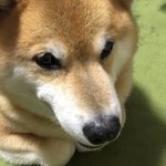柴犬がひたすら布団敷きを邪魔してくる秋の夜 恒例イベント やり取りが可愛すぎる Togetter 柴犬がひたすら布団敷きを邪魔してくる秋の夜 恒例イベント やり取りが可愛すぎる Togetter