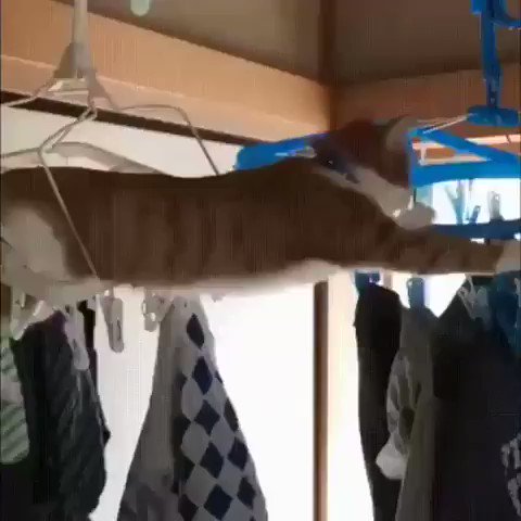 だいぶピンチ。「どうしてそうなっちゃったの」と思ってしまう猫