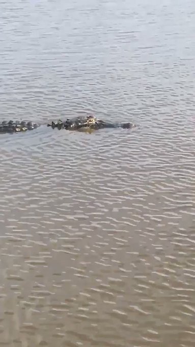 Gators 😳 #Louisiana #Lafayette #Wednesday  #Cajun #RaginCajun https://t.co/lsLUCoKuQW