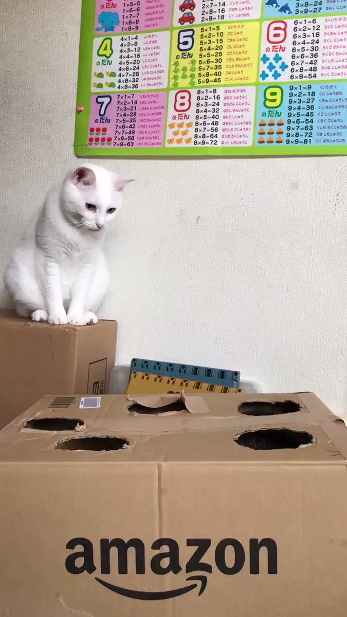 もぐらたたきならぬ猫たたき？穴から猫さんがニョキッ♪のサムネイル画像