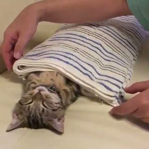 自分を人間と思っている猫？？寝方が可愛すぎる…ｗｗ