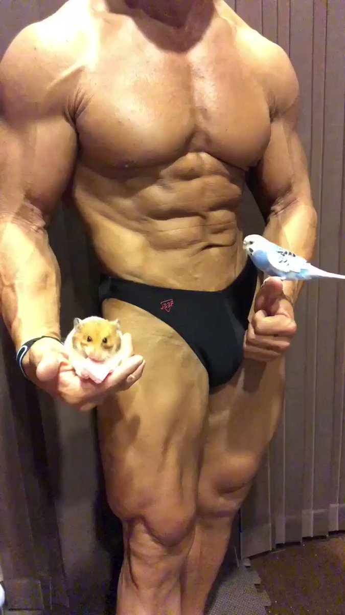 ゴールデンハムスターとセキセイインコ モフトマスキュラーからのサイドチェスト 話題の画像がわかるサイト ゴールデンハムスターとセキセイインコ モフトマスキュラーからのサイドチェスト 話題の画像がわかるサイト