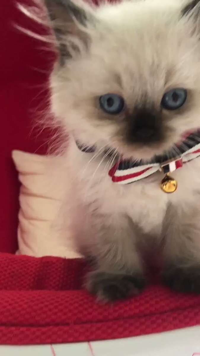 か ねこあや 金子ポカリスエットくんになりました まだ産まれたばかりです心配です 宜しく御願い致します ブサボちゃん