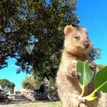 こんなに優雅に食事をとってみたい？クアッカワラビーの朝食の映像!