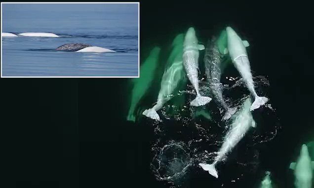 Image result for Beluga whales appear to adopt lost narwhal found far from home