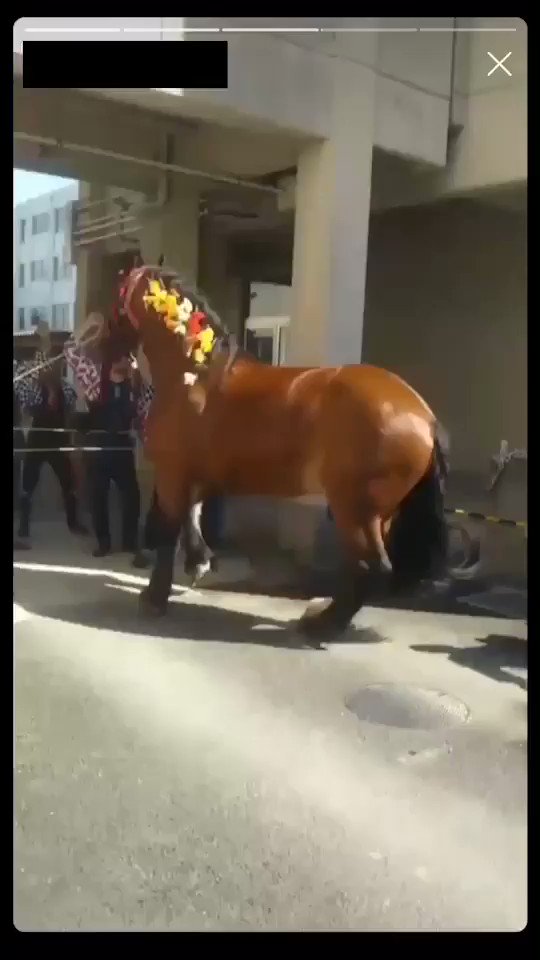 熊本 馬追い祭りに虐待問題で広がる反感 廃止しろ 熊本終わってる 地震で寄付するんじゃなかった Togetter