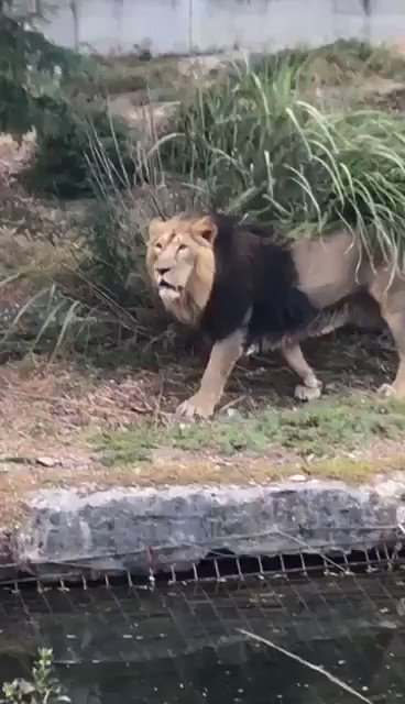Bafétimbi Gomis (@BafGomis) on Twitter photo 17/09/2018 07:54:53 Good Morning 🐾 Good Morning 🐾