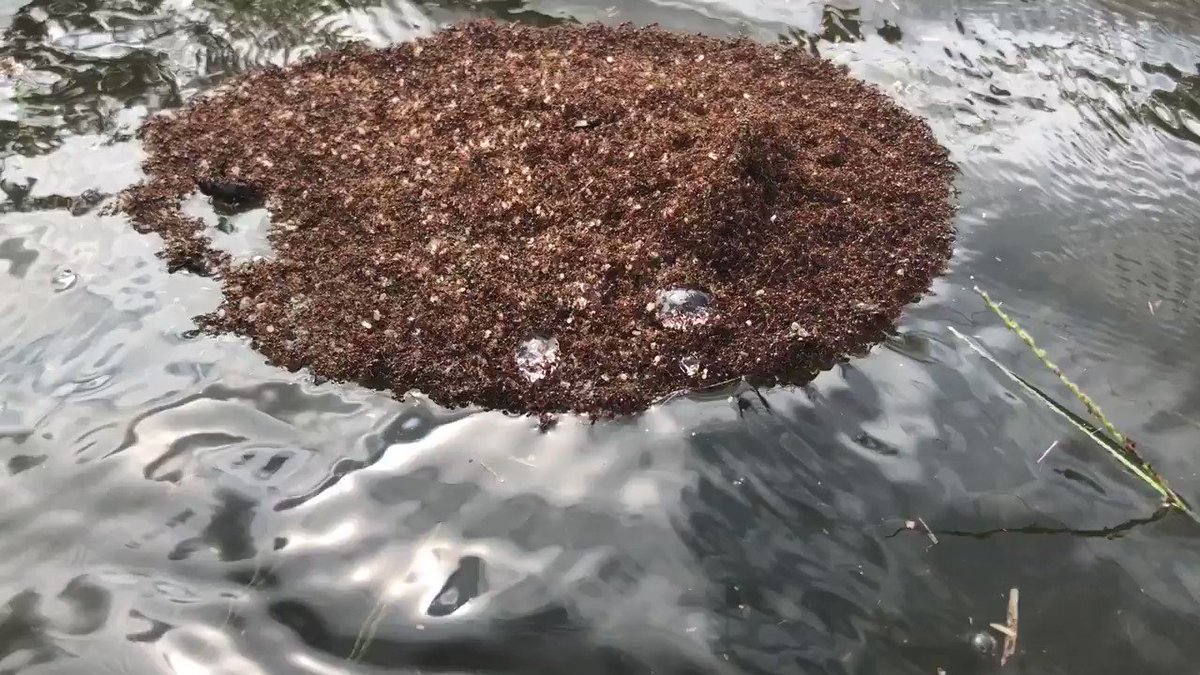 Gadi Schwartz (@GadiNBC) on Twitter photo 2018-09-19 16:32:17 Millions and millions of fire ants forming islands and floating on flood waters. #HurricaneFlorence Millions and millions of fire ants forming islands and floating on flood waters. #HurricaneFlorence