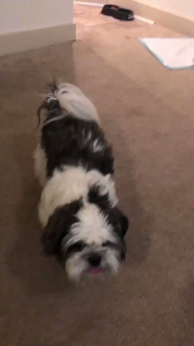 Terry from VCU (@CleanMy_Sprite) on Twitter photo 20/09/2018 04:33:41 Me and my dog playing Hide-n-Go-Seek 😂😂 Me and my dog playing Hide-n-Go-Seek 😂😂