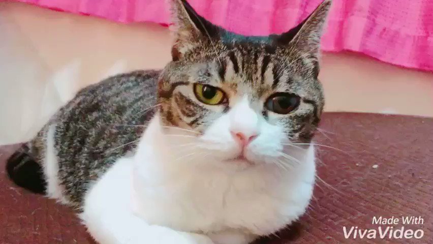 放送終了 Tbs トコトン掘り下げ隊 生き物にサンキュー Mc 女子アナ レギュラー出演者一覧 Ann 旧アナウンサーnewsこむ テレビ ラジオ ネットの出演者を調べよう