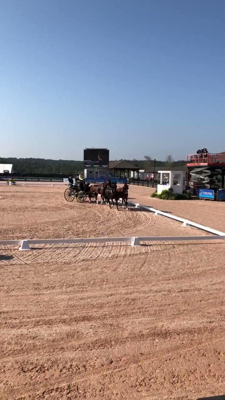 Misdee Wrigley-Miller Set to Judge Harness Horse Class at Valkenswaard -  HorsesDaily