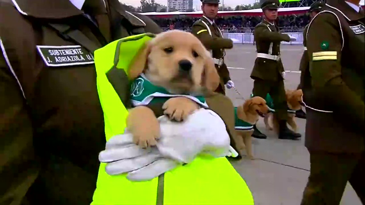 チリの軍事パレード 小さな警察犬は抱っこされて行進 チリの軍事パレード 小さな警察犬は抱っこされて行進