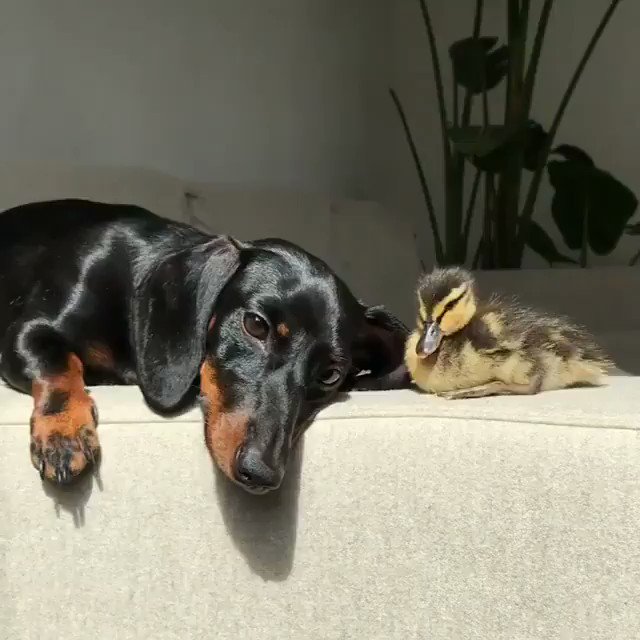 knock knock may I get your attention ?!
📽️ig: loulouminidachshund