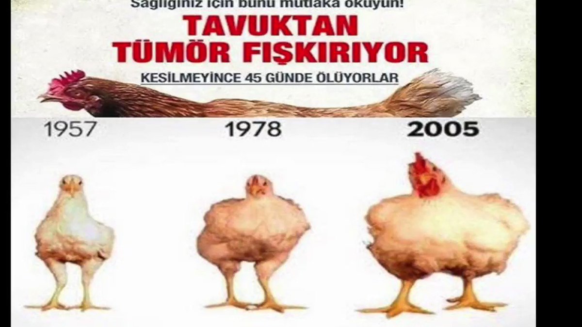 Tavuktan Tümör Fışkırıyor Tavuktan Tümör Fışkırıyor