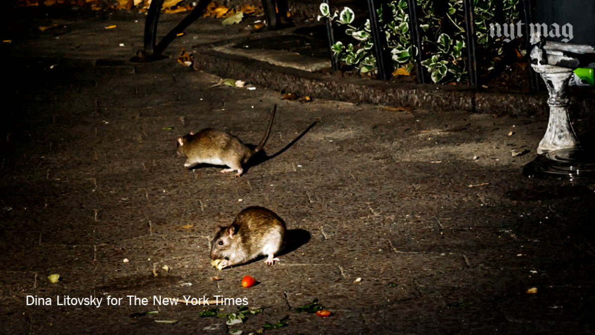 Where the Rats Come Out to Play - The New York Times