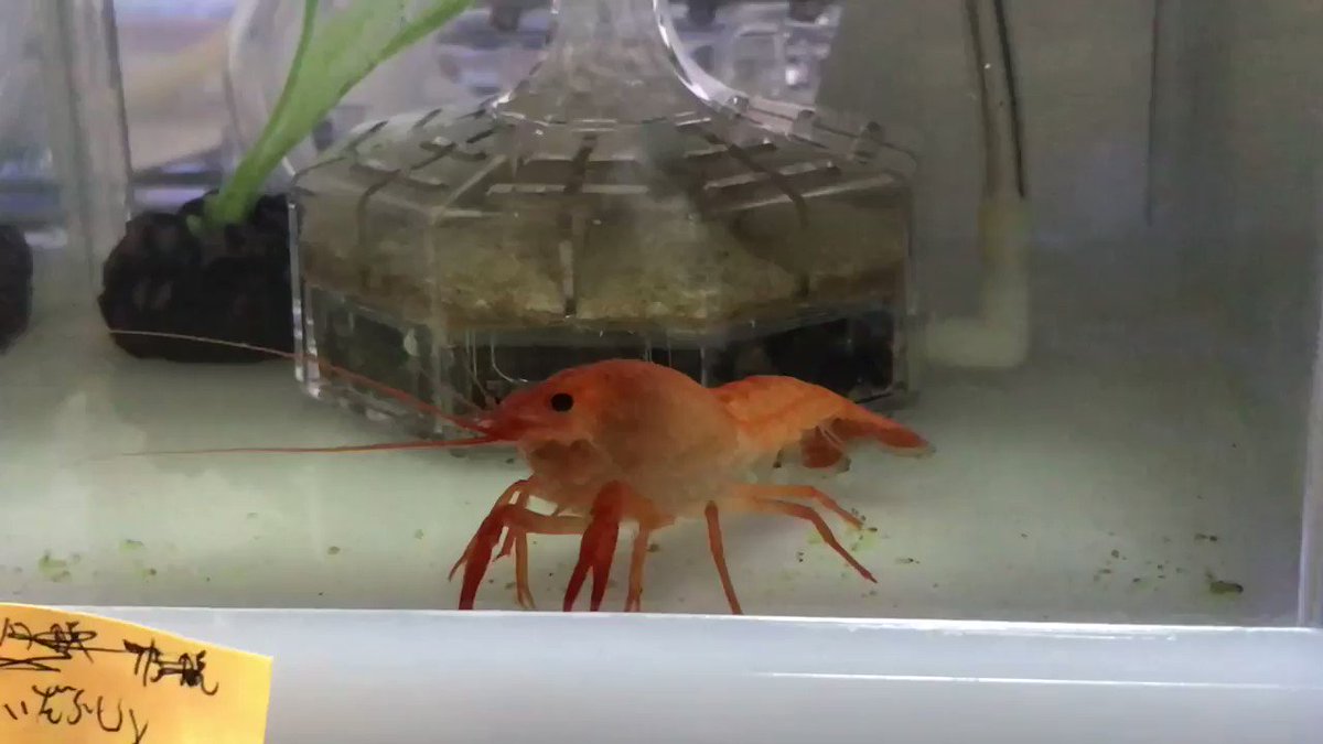 ザリガニの脱皮について 頻度やタイミング 飼育時の注意点など アクアハーミット