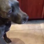 どっちだぁ？!で、ワンちゃんが選ぶとドックフードが入ってたけど…やったぁ!じゃなかったの？？