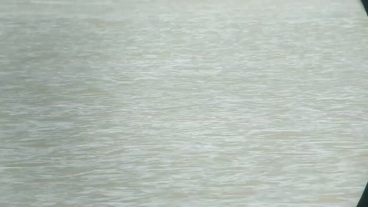 A beluga whale could have swum into the river Thames A beluga whale could have swum into the river Thames