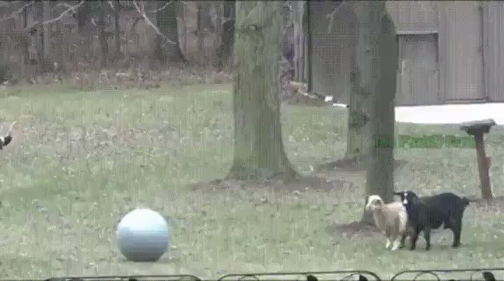 なにその動きwwwヤギは驚くととんでもない動きをするwww