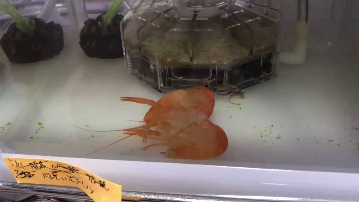 ザリガニの脱皮について 頻度やタイミング 飼育時の注意点など アクアハーミット ザリガニの脱皮について 頻度やタイミング 飼育時の注意点など アクアハーミット