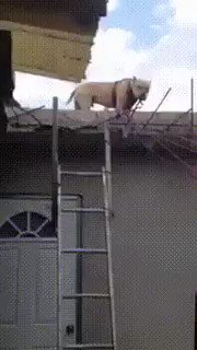これ中に人間はいってるやろwwもしくは前世が人間だったかwww