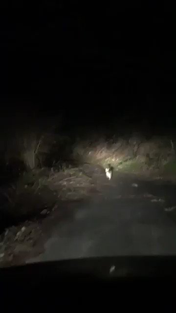 【猫の道案内】山奥を探検して道に迷ったら猫が案内してくれた!!!!!!!!!
