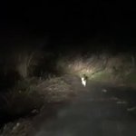 【猫の道案内】山奥を探検して道に迷ったら猫が案内してくれた!!!!!