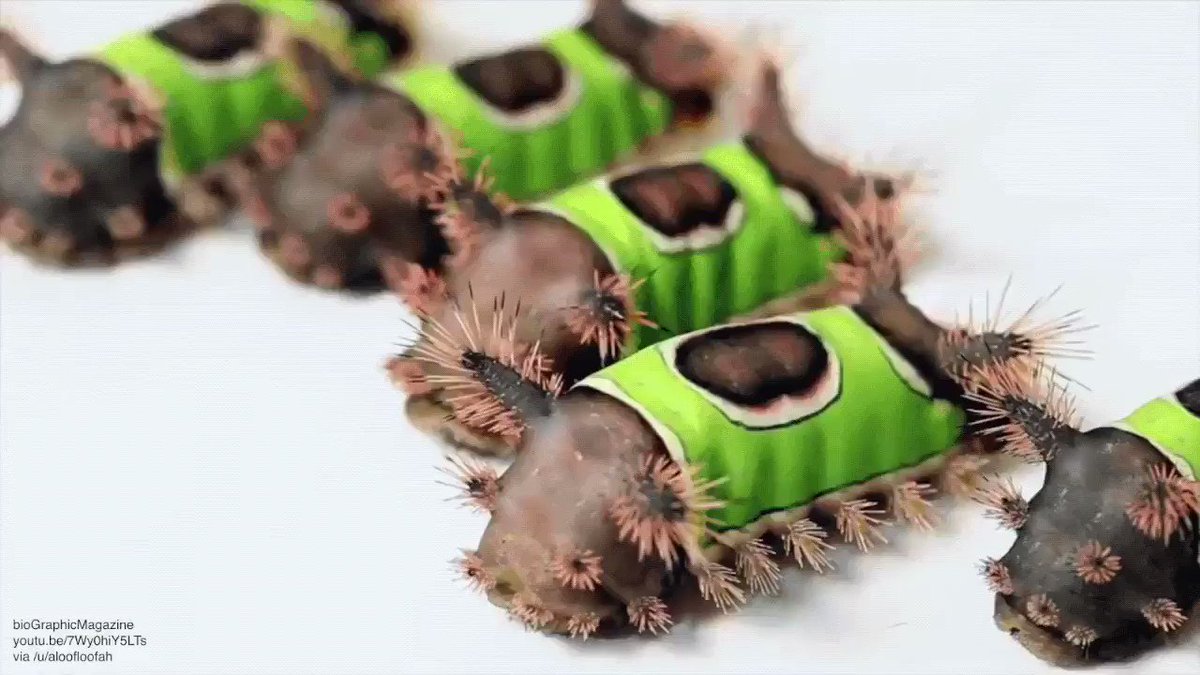 🐛 This week I want to show you how beautifully diverse caterpillars have evolved. Which one is your favorite?🦋#caterpillar #wildlife #cute