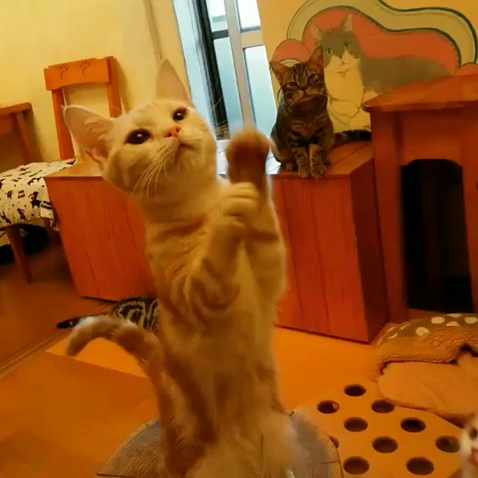 柏の猫カフェ猫の手 22nekote 18年10月 Page 2 Twilog