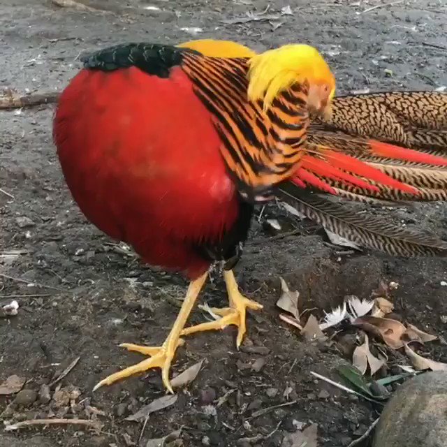 Blue crowned pigeon got jealous of the golden pheasant.. 😆🐦
