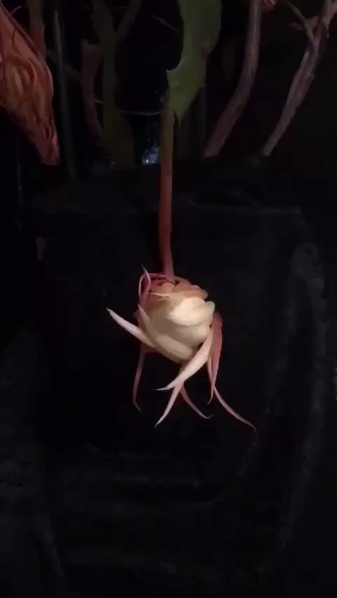 キレイだぁｗｗｗ月下美人の開花です！初めてみました！