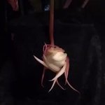 キレイだぁ!月下美人の開花です!初めてみました!