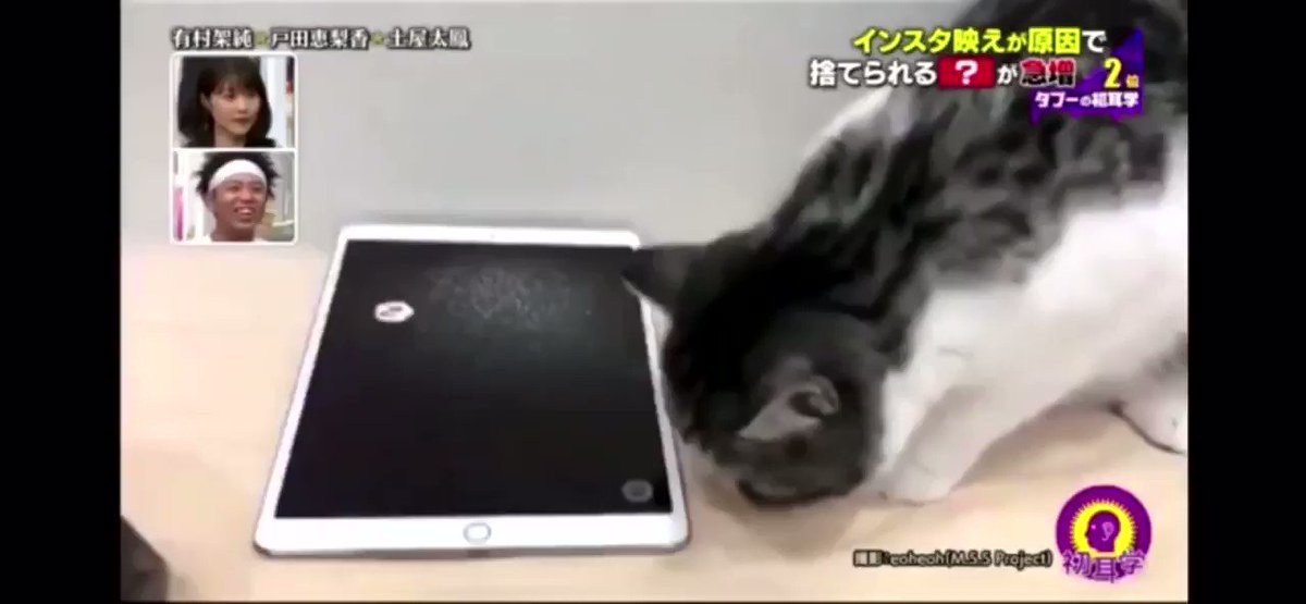 くろぼーし Mssp Eoheohの愛猫クロエ嬢 Yahoo ニュースに続き 初耳学にて地上波デビュー ちなみに ちゃんと 撮影 Eoheoh M S S Project の表示もあり くろぼーし Mssp Eoheohの愛猫クロエ嬢 Yahoo ニュースに続き 初耳学にて地上波デビュー ちなみに ちゃんと 撮影 Eoheoh M S S Project の表示もあり