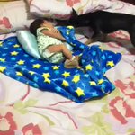 風邪ひいちゃうよ…と言わんばかりに、毛布を掛けるワンちゃんw可愛いw