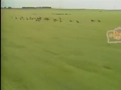 けんと 今日はオーストラリアのどうぶつファミリーが流れたのでけんあゆバージョンをどうぞっ けんと 今日はオーストラリアのどうぶつファミリーが流れたのでけんあゆバージョンをどうぞっ