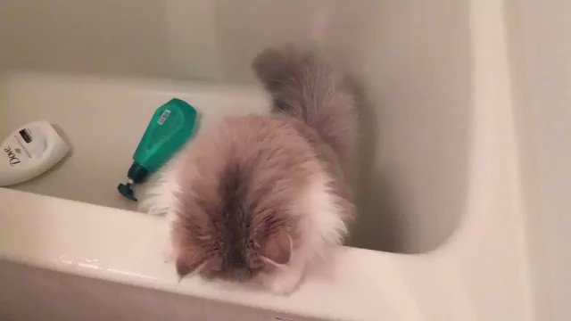 危機を察した？ｗｗｗその瞬間の顔と反応がヤバ可愛いｗｗｗ