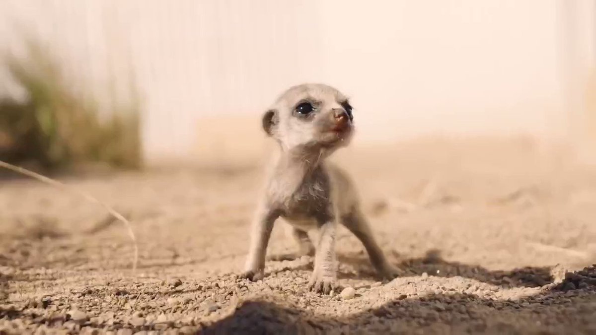 YouTube (@YouTube) on Twitter photo 12/10/2018 15:10:24 Here are some baby meerkats, because it's Friday and you've earned this: youtu.be/DUkEiXFMCXI. Here are some baby meerkats, because it's Friday and you've earned this: youtu.be/DUkEiXFMCXI.