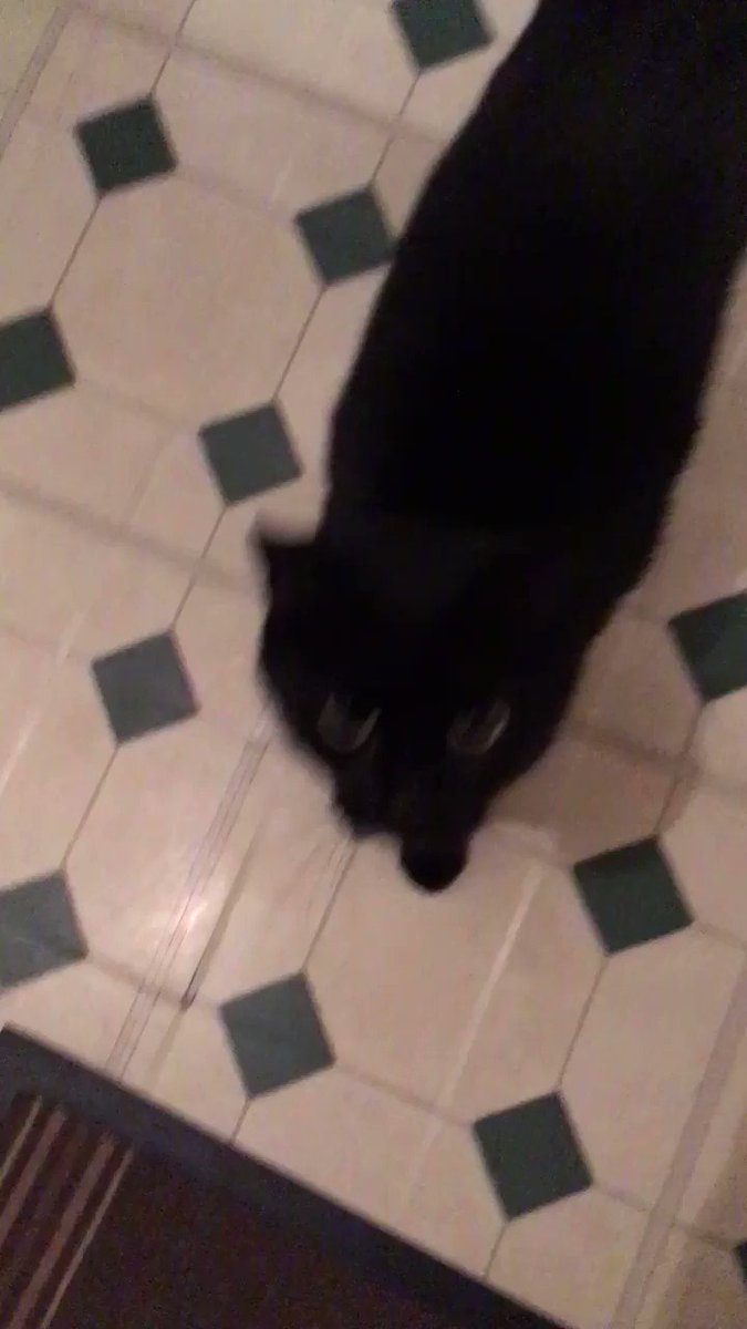 Major (@David_Major) on Twitter photo 19/10/2018 23:03:04 Just got my cat to say “hello.” I don’t waste my Friday nights. Just got my cat to say “hello.” I don’t waste my Friday nights.